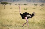 Ostrich2.jpg